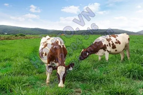 HONTO-nha-san-xuat-phu-kien-ong-inox-vi-sinh-cho-nganh-sua-500x333_0