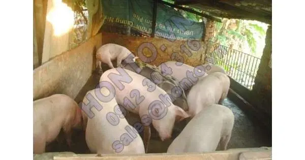 Hàng ngàn nông dân điêu đứng: Bộ Công Thương cấp bách giải cứu lợn