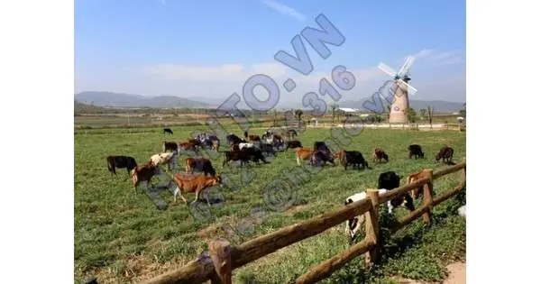 Khánh thành trang trại bò sữa Organic chuẩn châu Âu 200 tỷ