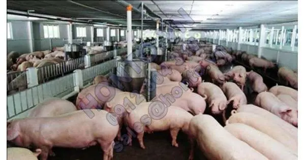 Kỷ lục 30 năm: 1kg thịt lợn không mua nổi cân táo Tàu