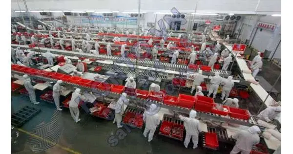 Những nhà máy thực phẩm khổng lồ của Trung Quốc